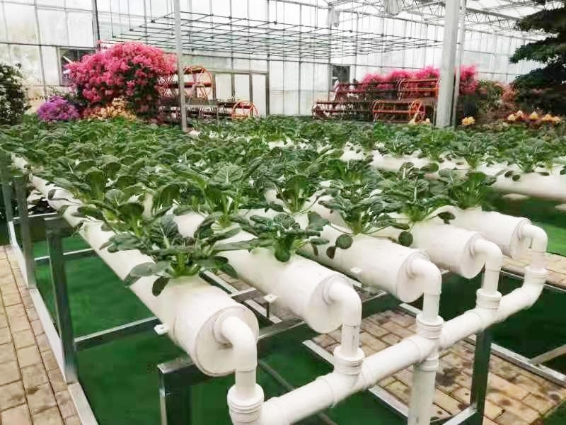 蔬菜无土栽培国内目前情况